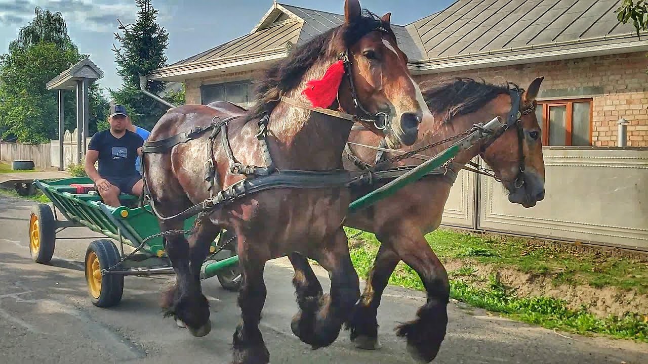 НАЙКРАСИВІША ПАРА АРДЕНІВ В УКРАЇНІ 🏆/THE MOST BEAUTIFUL PAIR OF ARDENNES HORSES