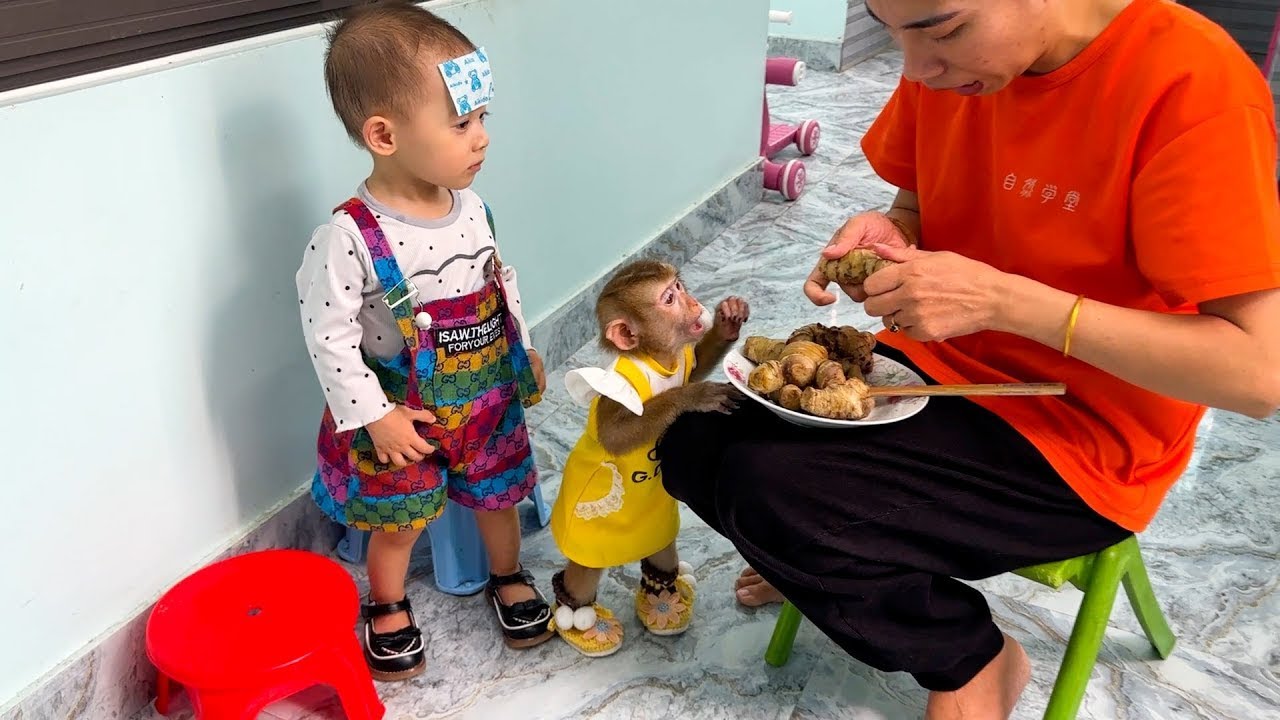 Monkey Kaka and Diem wait for mom to peel fruit