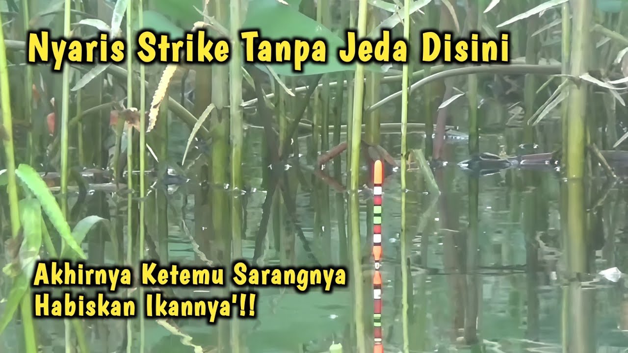 TEPAT SASARAN‼️IKAN BERSARANG DIBAWAH TUMBUHAN AIR INI‼️MANCING IKAN NILA - MANCING MANIA