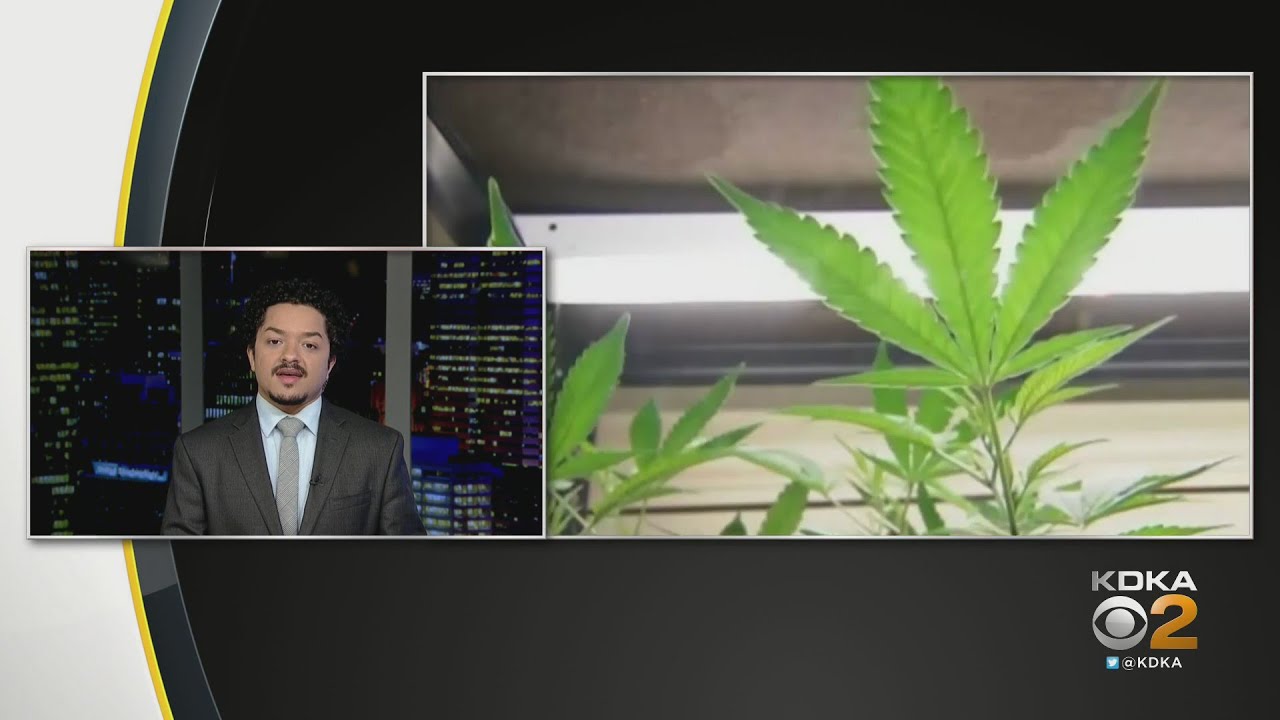 Pennsylvania launching medical marijuana pilot program