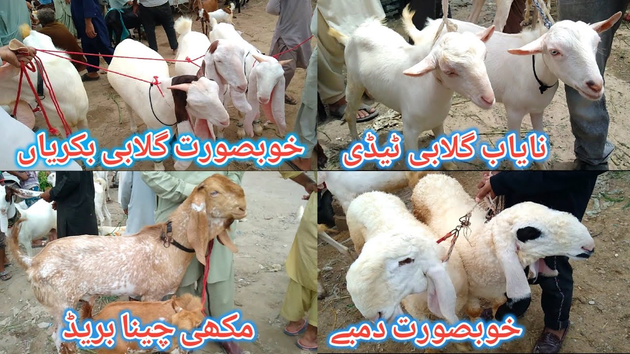 Lalukhet Bakra Mandi Latest Update | 21 August 2022 | Gulabi Or Makhi Cheena Goats | Bakra Mandi |