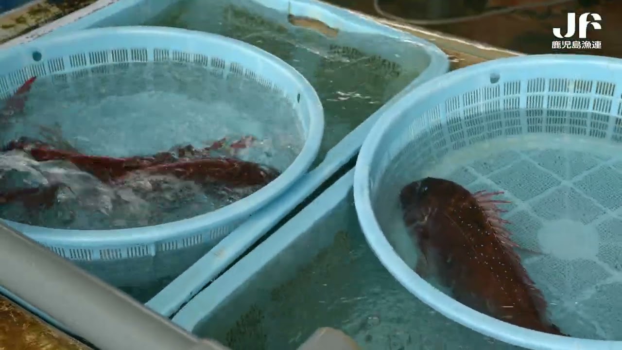 【鹿児島のさかな】鹿児島漁連 江口漁協