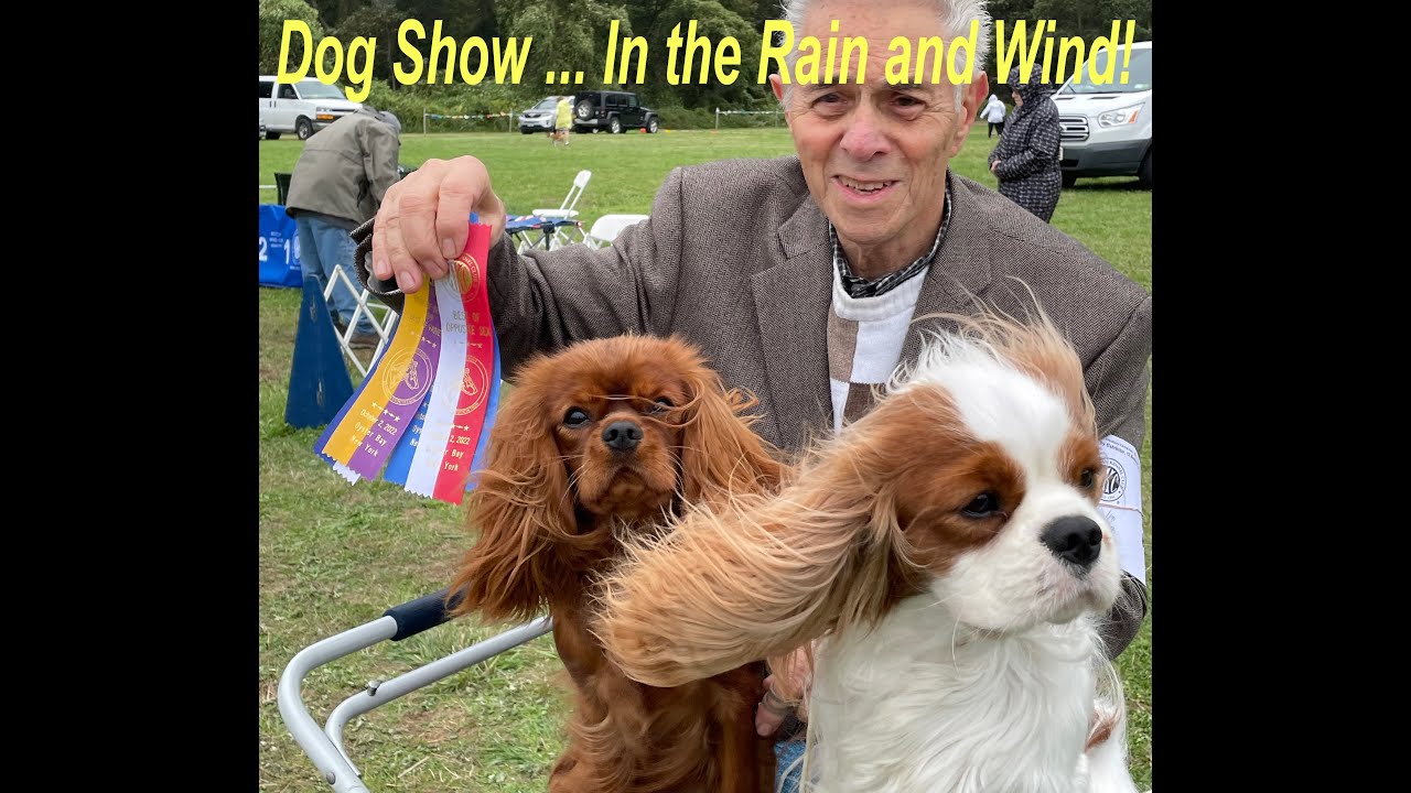 Wet & Wild Dog Show Weekend (With a Surprise)