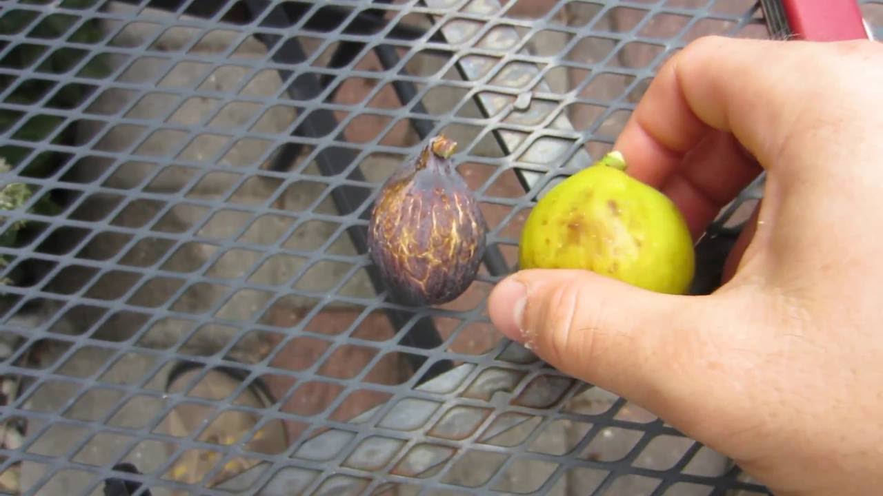 Fig Variety Tasting: Kadota & Azores Dark