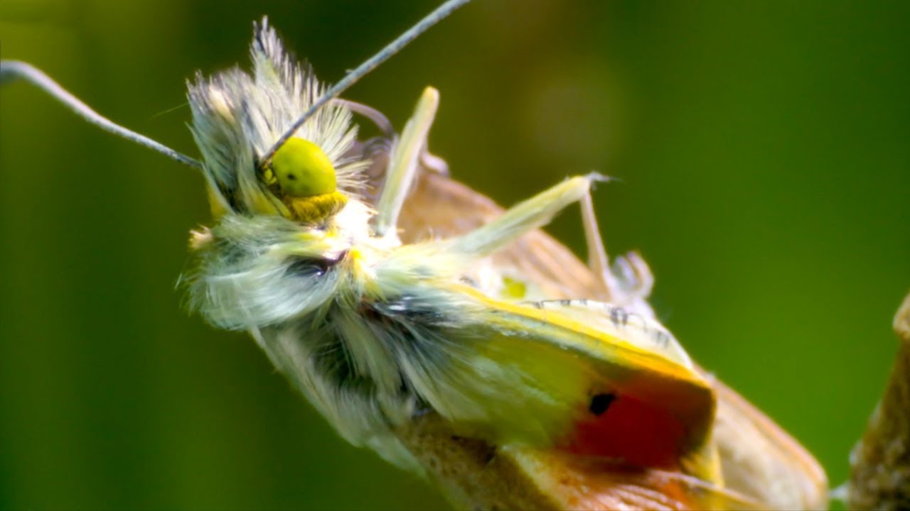 Heath Fritillary Butterfly Hatching | BBC Earth