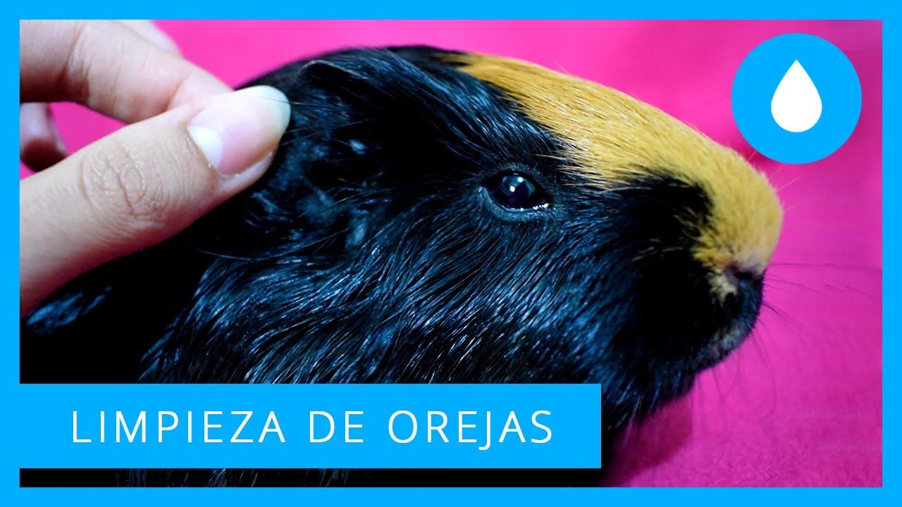 👂 LIMPIEZA DE OREJAS EN COBAYAS 🐹✨ Información, herramientas y tutorial