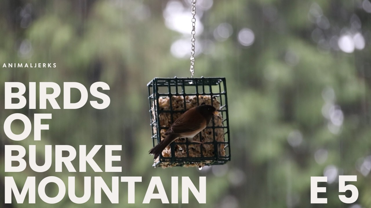Birds of Burke Mountain, Episode 5, Juncos Jumping Around A Flowering Plum Tree #birds #nature