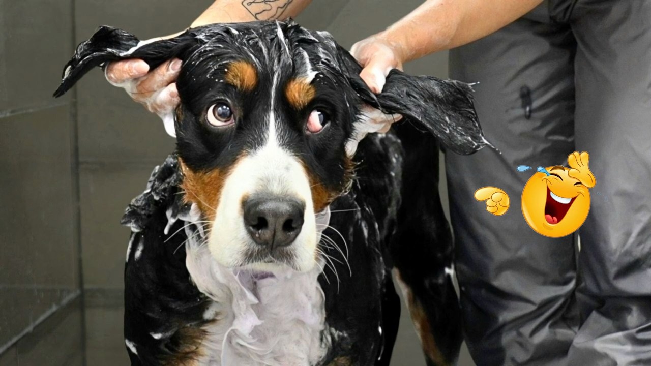 These Dog Videos of the Year Will Make You Laugh Way Too Hard 😂🐶