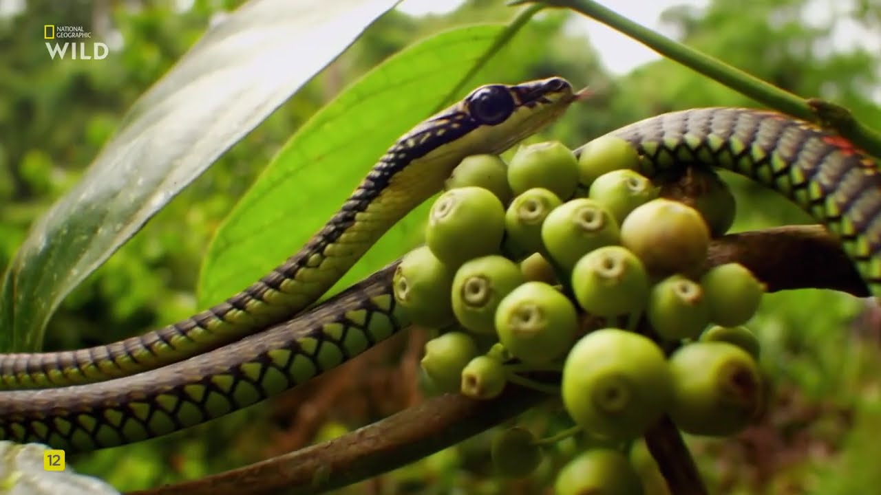 Дикие умные и смертоносные, 5 Часть. Тайное оружие.National Geographic Wild HD смотретьь онлайн.