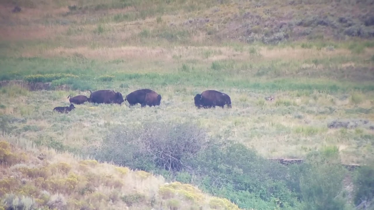 Wolf pack tries to take down a bison calf