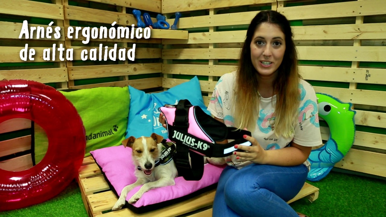 Arnés para perros Julius K9 IDC - Tiendanimal