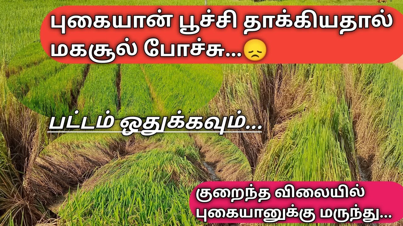 புகையான் பூச்சி தாக்கியா வயலை பாருங்கள் | குறைந்த விலையில் புகையான் மருந்துக்கு | BPH in paddy