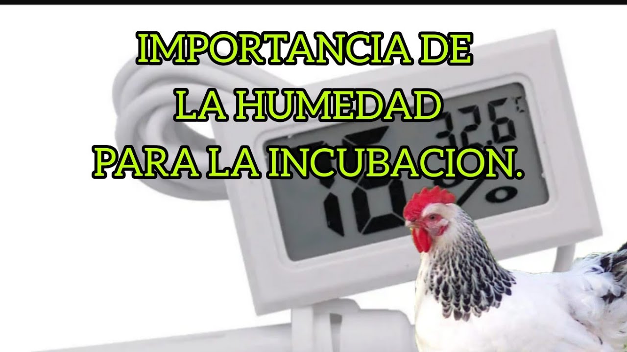LA HUMEDAD !!  IMPORTANTE PARA LA INCUBACION.