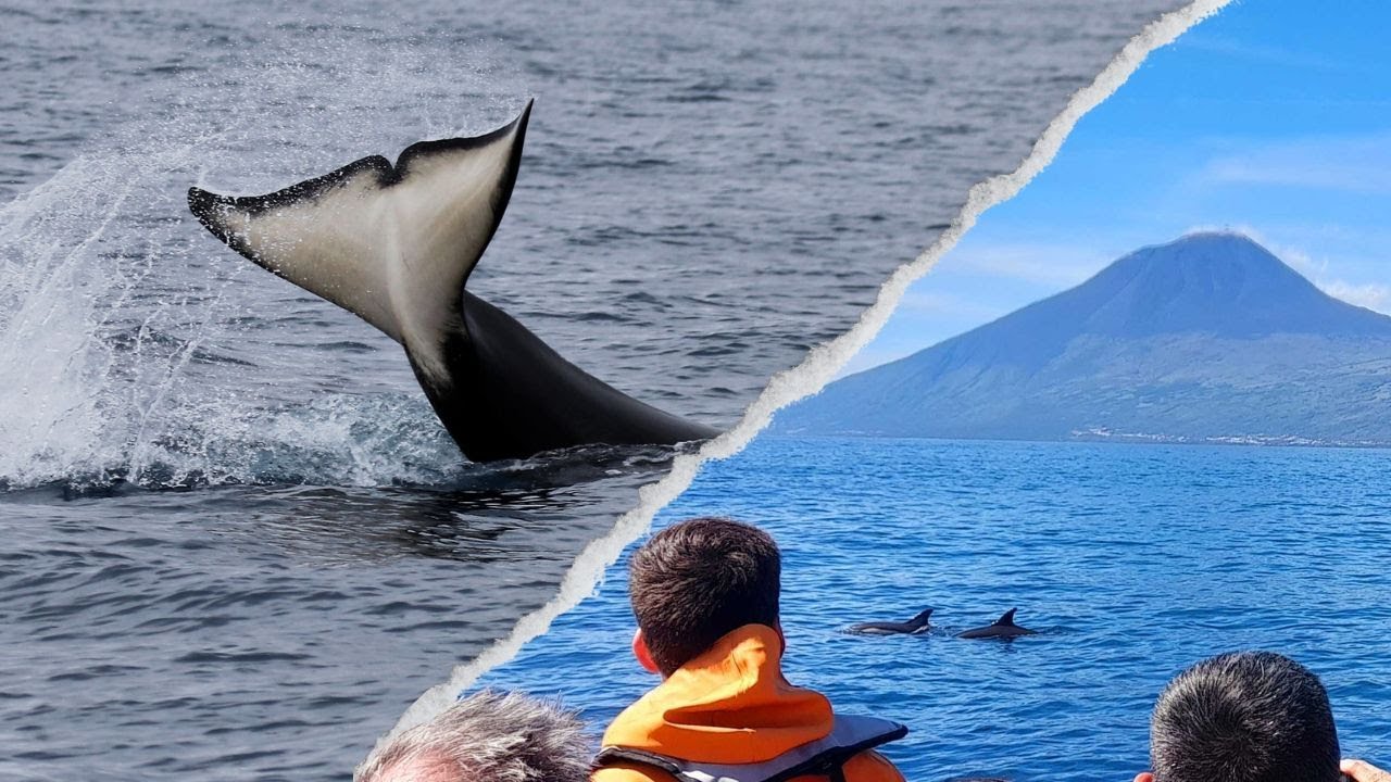 Whale Watching in Pico Island | Killer Whales | Orcas | Futurismo