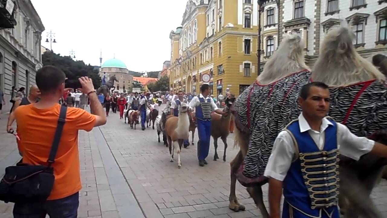 Cirkuszi felvonulás Pécsett