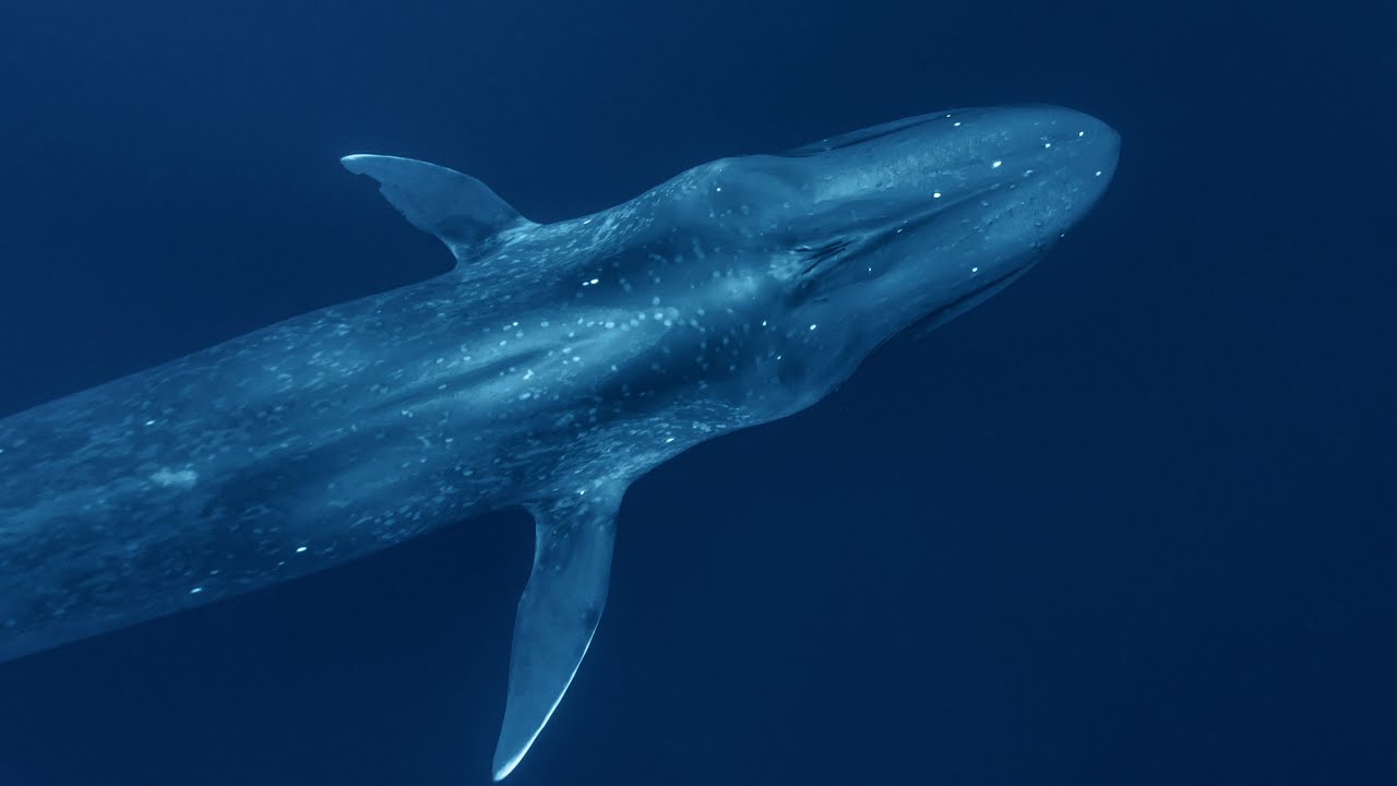 與藍鯨共游 X 東帝汶 Swim with blue whales in Timor-Leste