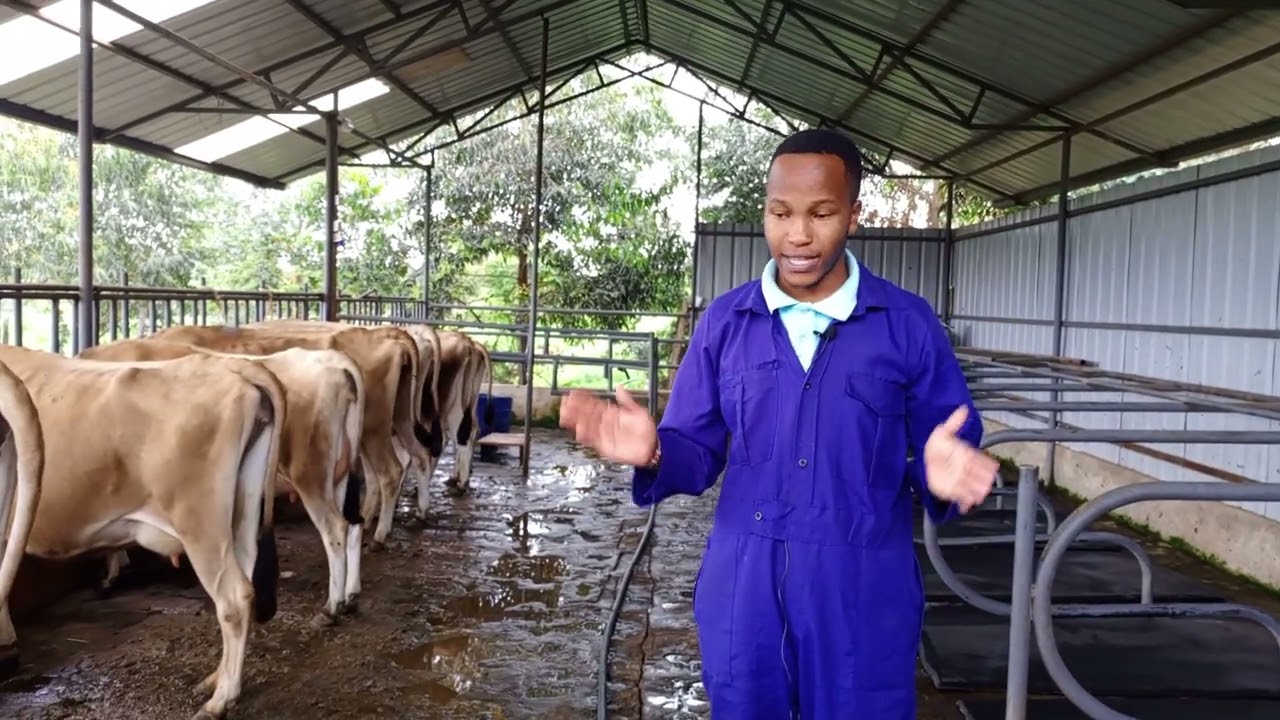 Jersey farming  in our Dairy farm in kenya