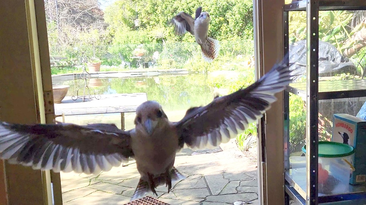 Fly in restaurant for wild kookaburras!