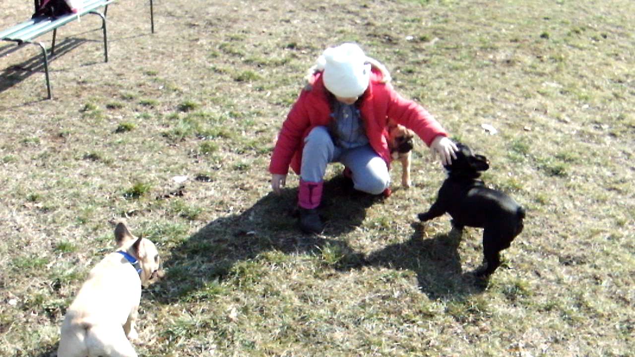 bulldoguti la joaca 2