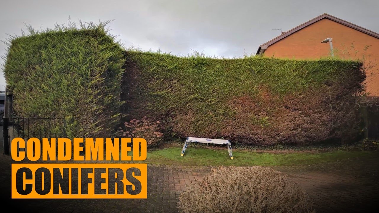 Hedge Cutting Leylandii Cypress - Condemned Conifers