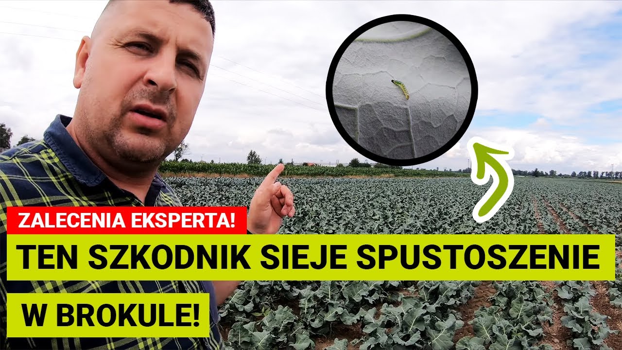 Ochrona uprawy BROKUŁA - tantniś krzyżowiaczek | AFFIRM | VOLIAM