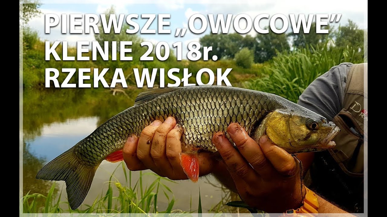 Pierwsze owocowe klenie 2018 r./Rzeka Wisłok/ZAŁOWIENI