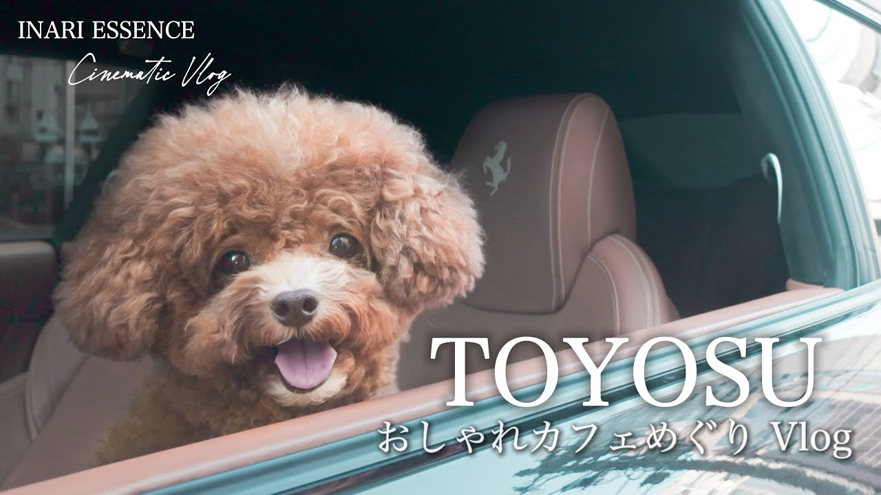 愛犬と豊洲ブルーボトルコーヒーへ｜深川おしゃれカフェ&下町商店街とお寺巡り｜夜はお家でお茶タイム｜30代 独身 vlog × トイプードル いなり【4K】