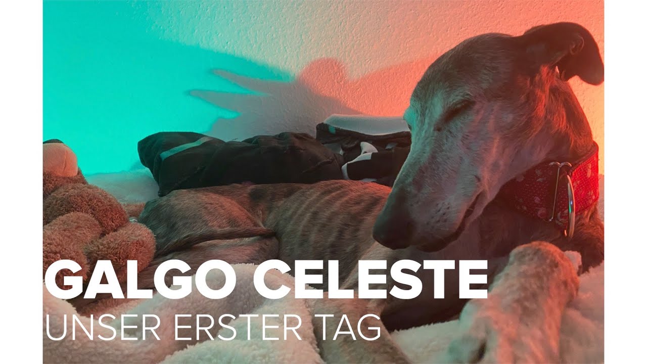 Galgo aus dem Tierheim: Der erste Tag