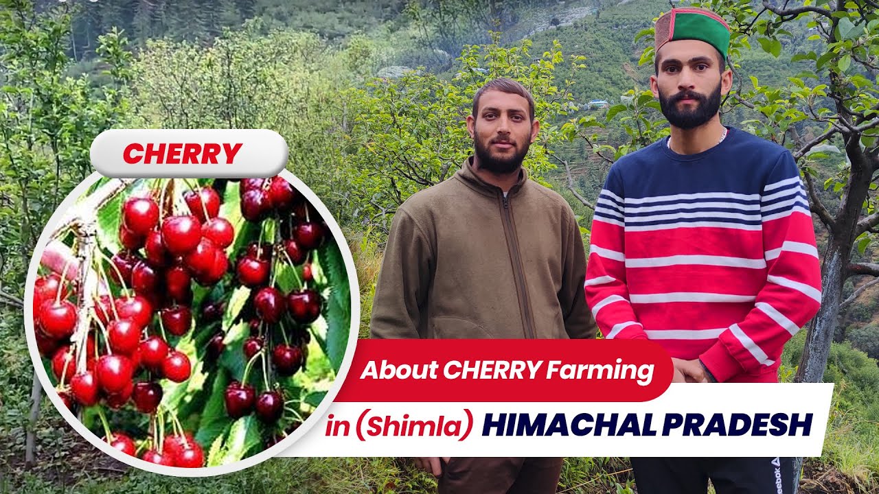 Cherry Farming in Himachal Pradesh (Mob: 7018703116)