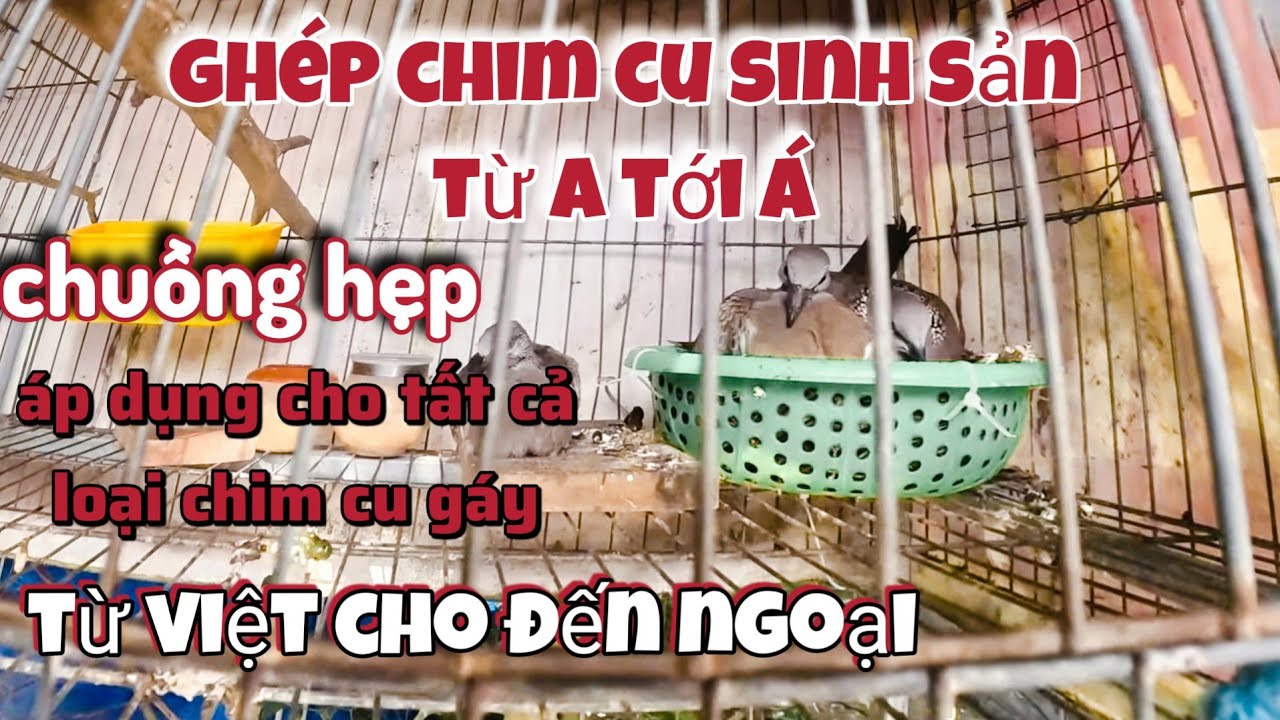 lý thuyết ghép chim cu gáy sinh sản chi tiết cho người mới | Góc Nhỏ Quê Tôi
