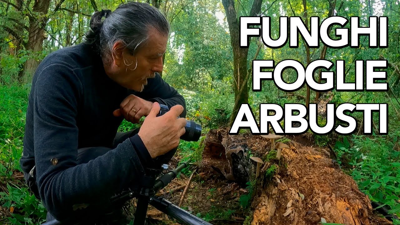 Fotografare nel bosco, in cerca di funghi, foglie, arbusti
