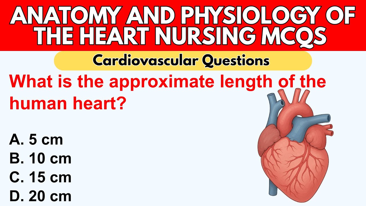 Heart Anatomy and Physiology | 20 Must Know Cardiovascular System MCQs for Nursing Students