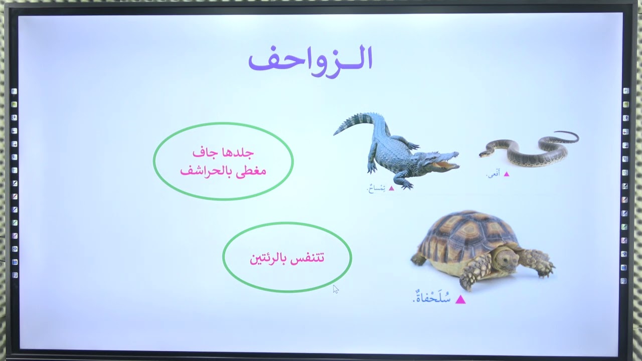 علوم / الصف الرابع /تصنيف النباتات والحيوانات / تصنيف الحيوانات 1