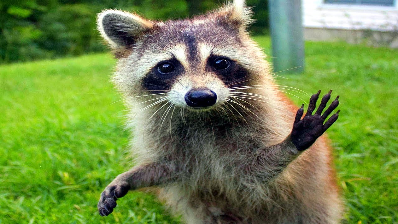 Funniest coub animals compilation!
