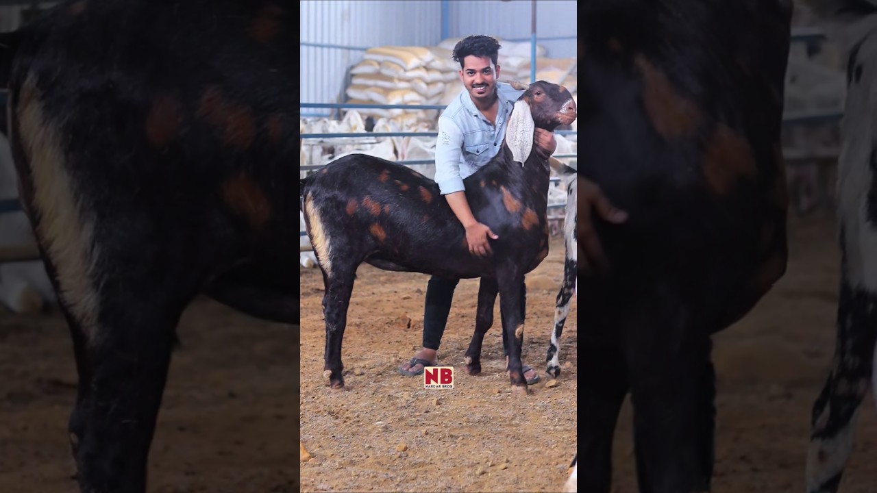 Heaviest Khassi 2025😍 #bakraeid #bakraeid2025 #bakraeidspecial #bakra #goats #trending #biggoats