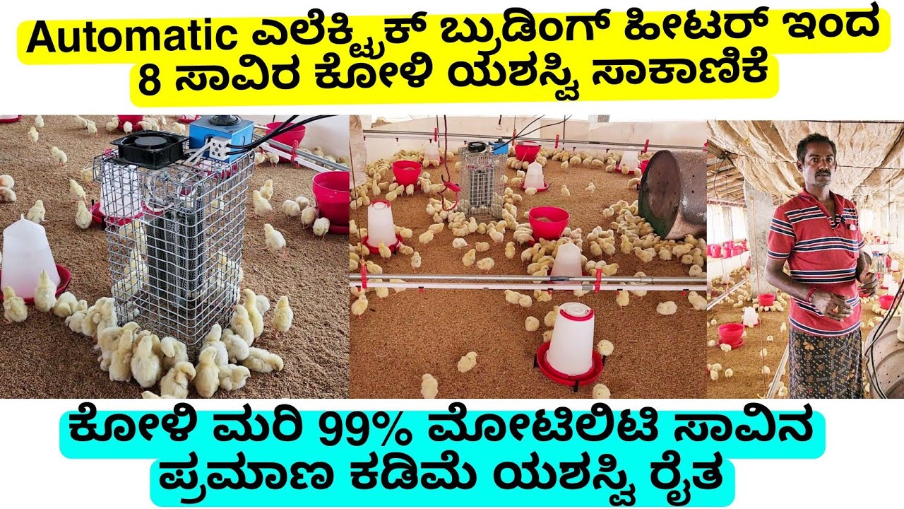 automatic ಬೊಯ್ಲೆರ್ ಕೋಳಿ ಮರಿ electric brooding heater 8 ಸಾವಿರ ಕೋಳಿ ಸಾಕಾಣಿಕೆ ಯಶಸ್ವಿ ರೈತ | heating mach