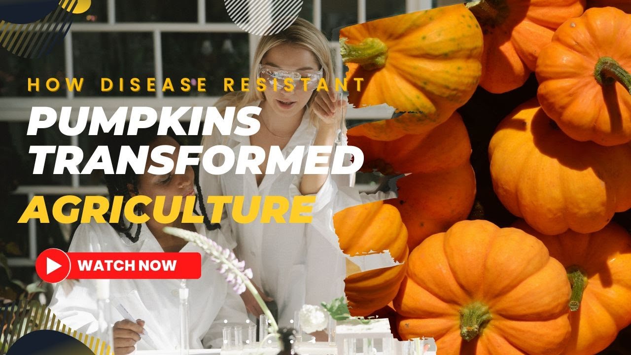 How Disease Resistant Pumpkins Transformed Agriculture | A Story of Resilience and Innovation