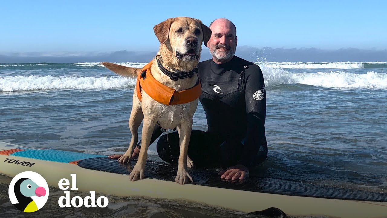 Perro surfista no puede controlar su emoción al llegar a la playa | El Dodo