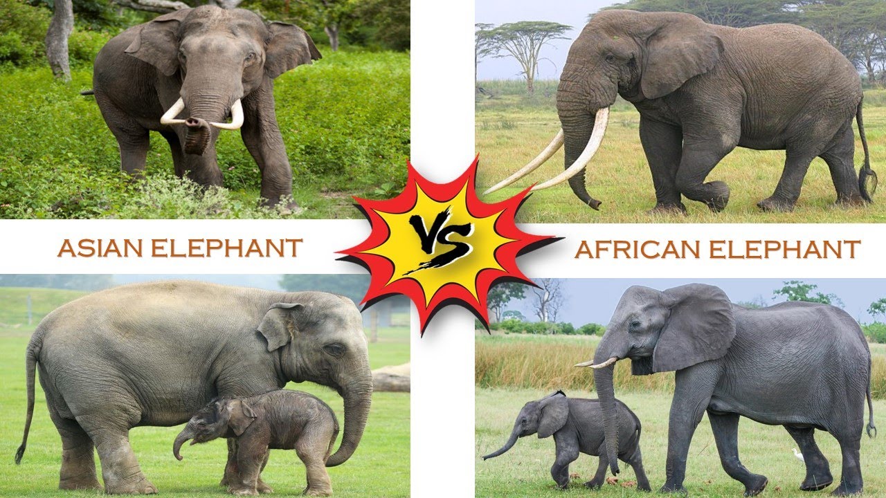 Asian Elephant vs African Elephant 🐘 | Mammals | Animals