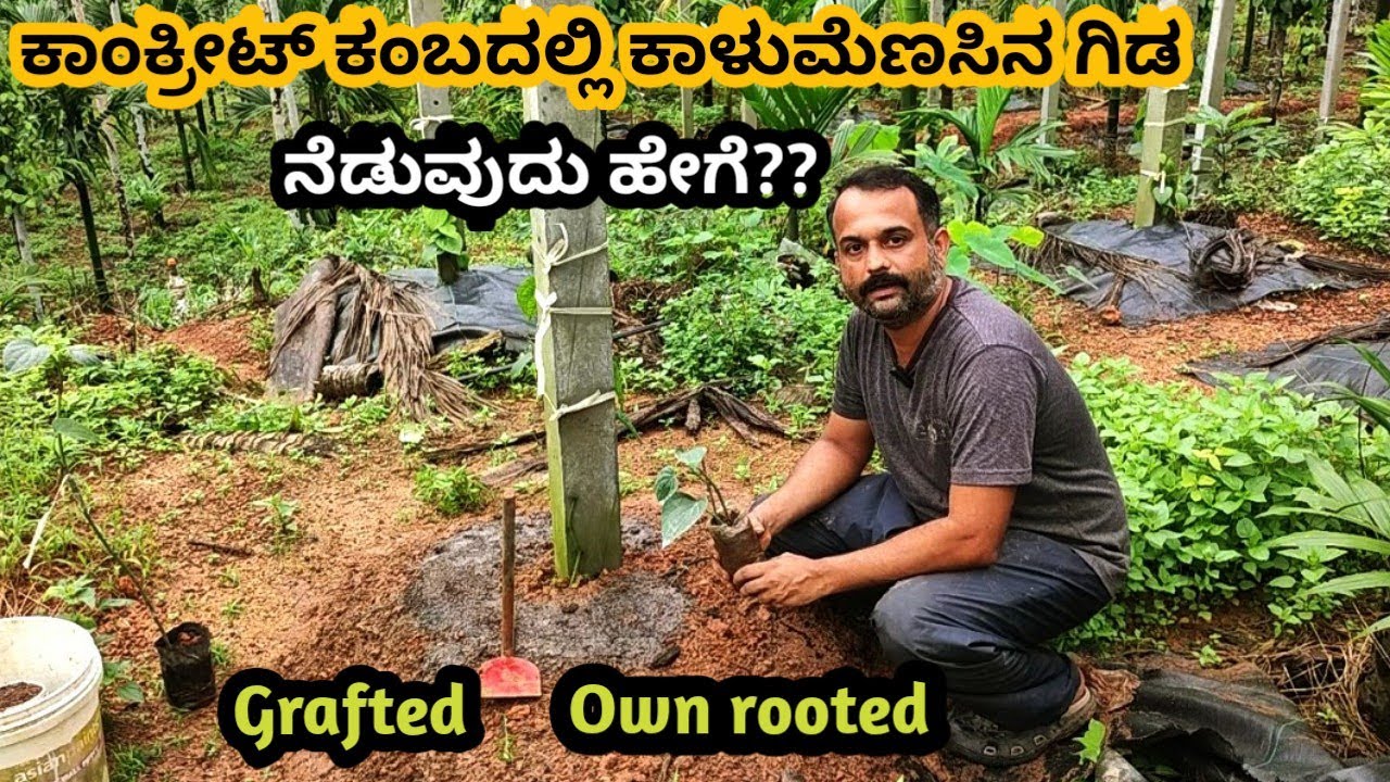 ಕಾಂಕ್ರೀಟ್ ಕಂಬದಲ್ಲಿ ಕಾಳುಮೆಣಸಿನ ಗಿಡ ನೆಡುವ ವಿಧಾನ |