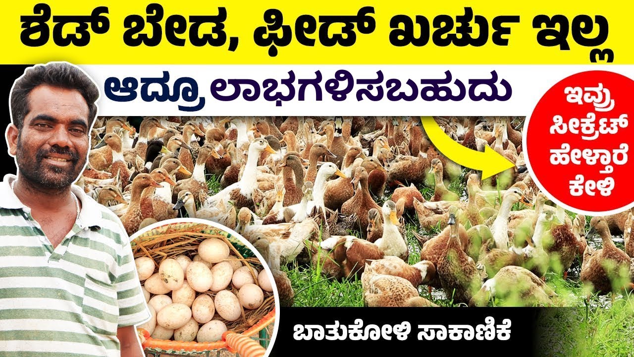 ಅತೀ ಕಡಿಮೆ ಖರ್ಚಿನಲ್ಲಿ ಬಾತುಕೋಳಿ ಸಾಕಿ ಆದಾಯ ಗಳಿಸಬೇಕಾ? Duck Farming Complete Details In Kannada