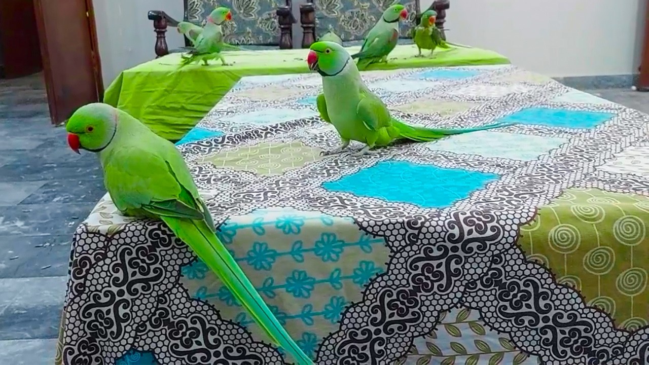 Gorgeous Green Parrots Fun And Talking Together