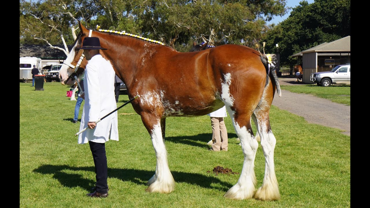 National Clydesdale Festival 2025