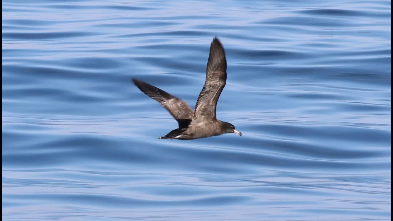 Oman birding trip part 5