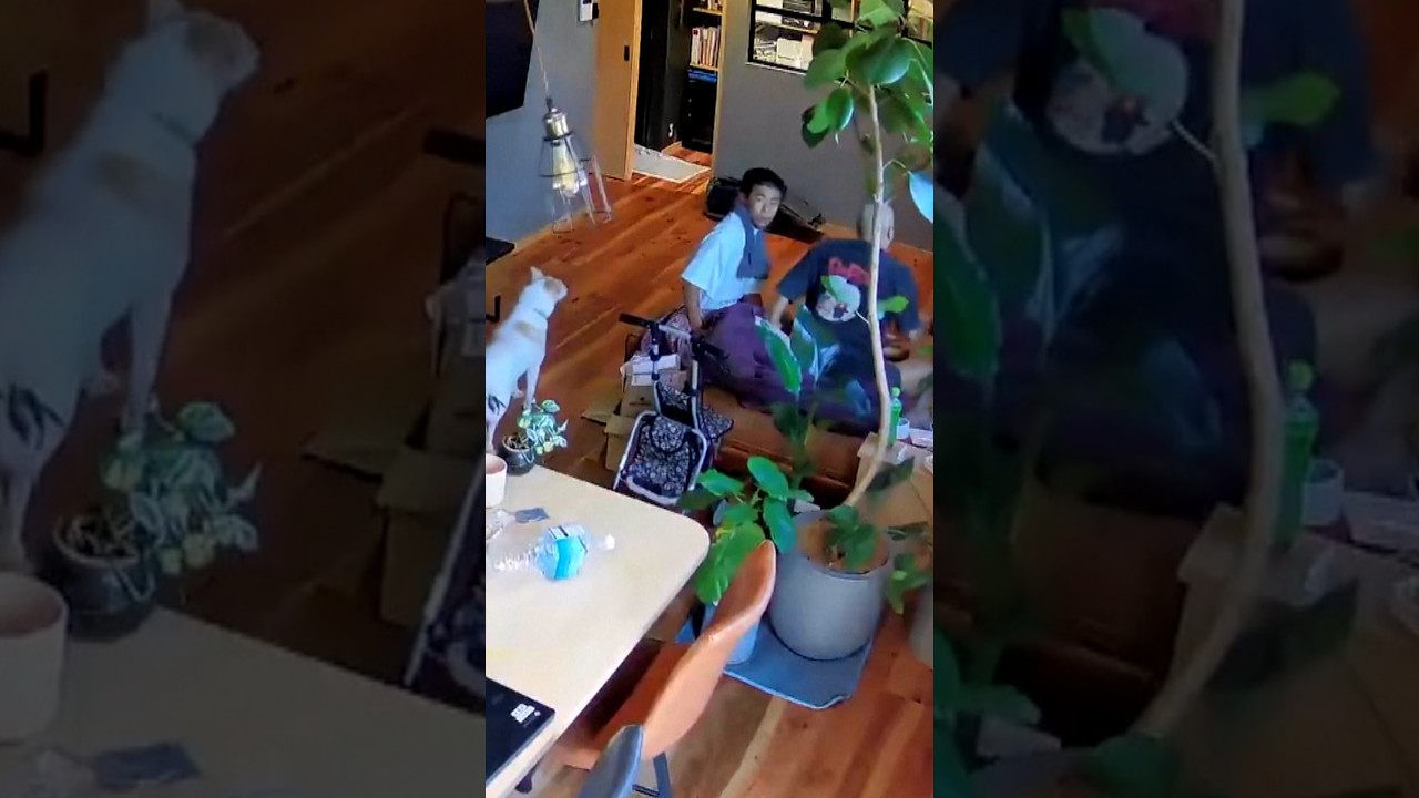 Home camera captures panic as Japan earthquake strikes