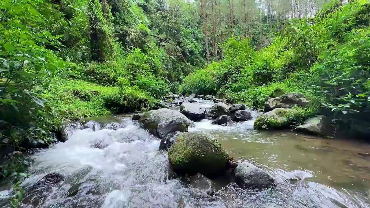 Experience serenity from peaceful river ambience beneath daylight trees to quiet your thoughts