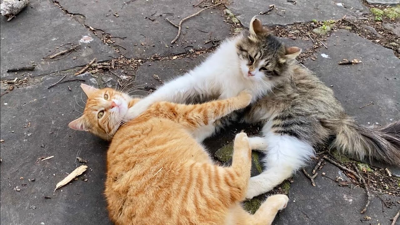 Two feline friends playing together. These cats love each other very much. 😻