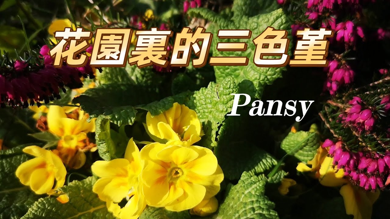 花園裡的三色堇  花色豔麗不需打理是真正的懶人花,冬春兩季開花 花期長達四個多月.不僅可以食用而且還具有藥用價值.非常值得種植.可以吃的花園 第51集