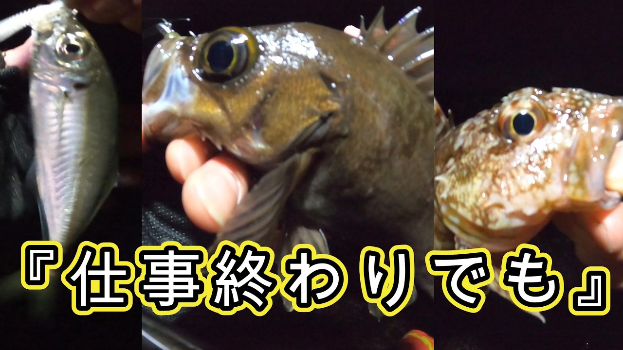 仕事終わりの夜釣りでメバル・アジ・カサゴが釣れた日