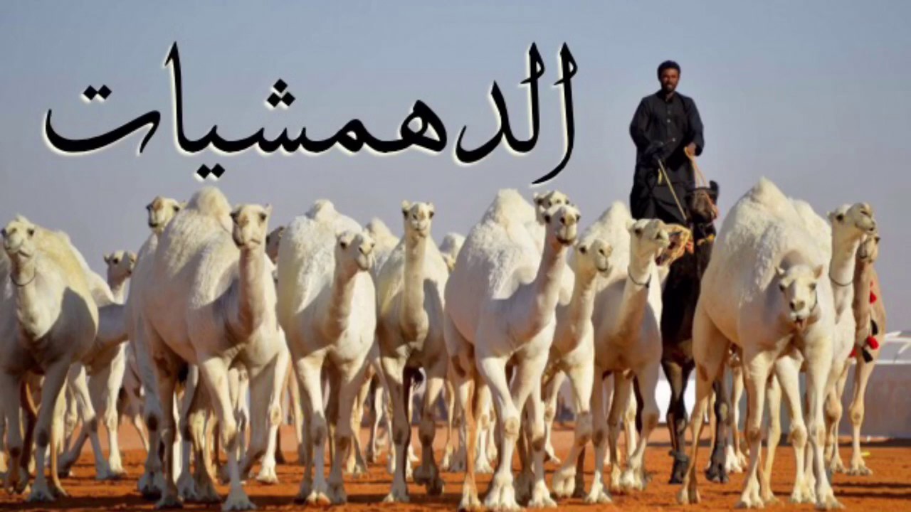 شيلة الدهمشيات منقية مقبل صحن الشليخي كلمات/ماجد جارد الركابي اداء مصلح الحبلاني.